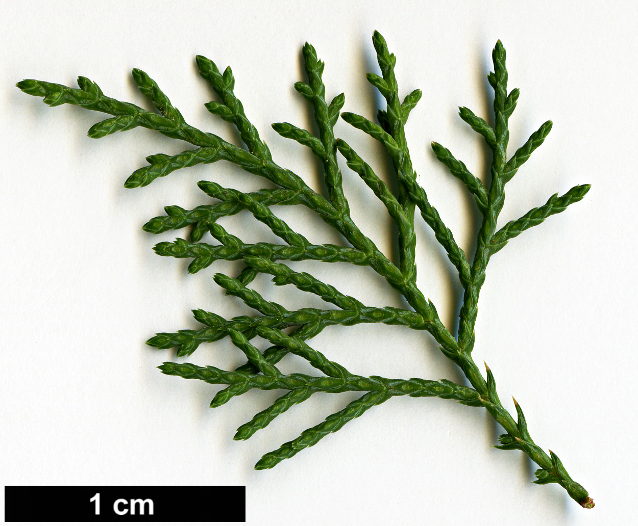 High resolution image: Family: Cupressaceae - Genus: Juniperus - Taxon: ×pfitzeriana (J.chinensis × J.sabinea)